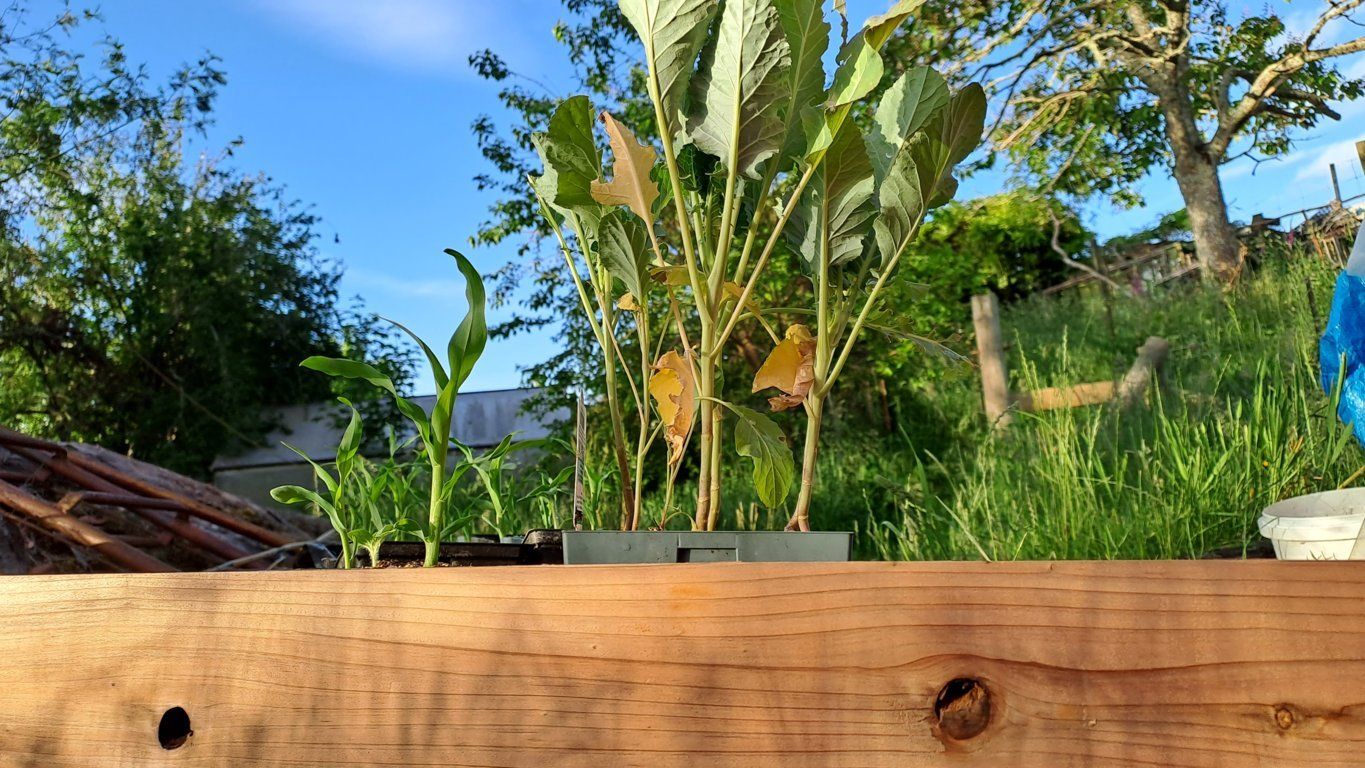 Affordable Woods for Raised Garden Beds